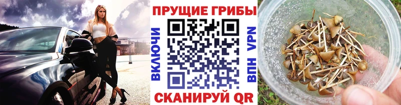 darknet формула  Десногорск  Псилоцибиновые грибы Cubensis 